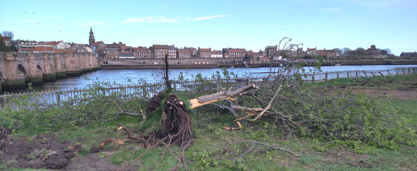 Felled rowan tree at the Stonemason's Yard, Tweedmouth, 13 April 2026