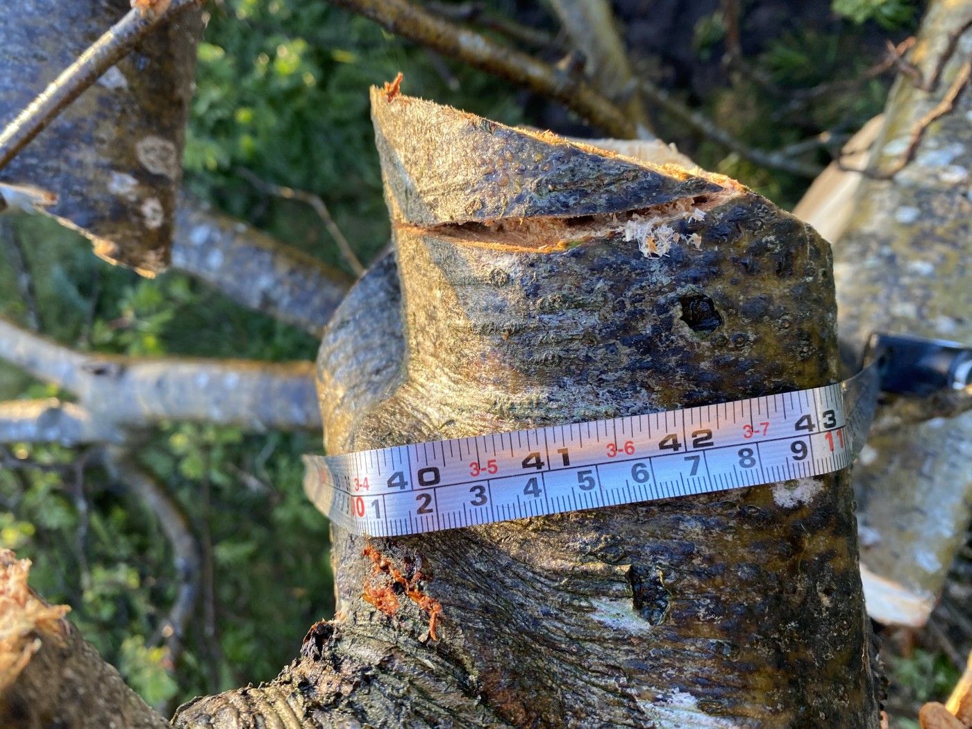 Tree diameter measurement by a local resident